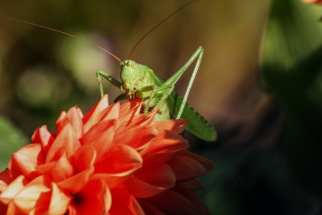 grasshopper-480502_1280